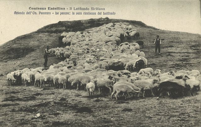 Il Latifondo — Le Pecore