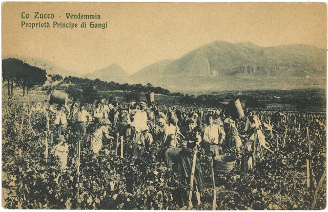Lo Zucco — La Vendemmia